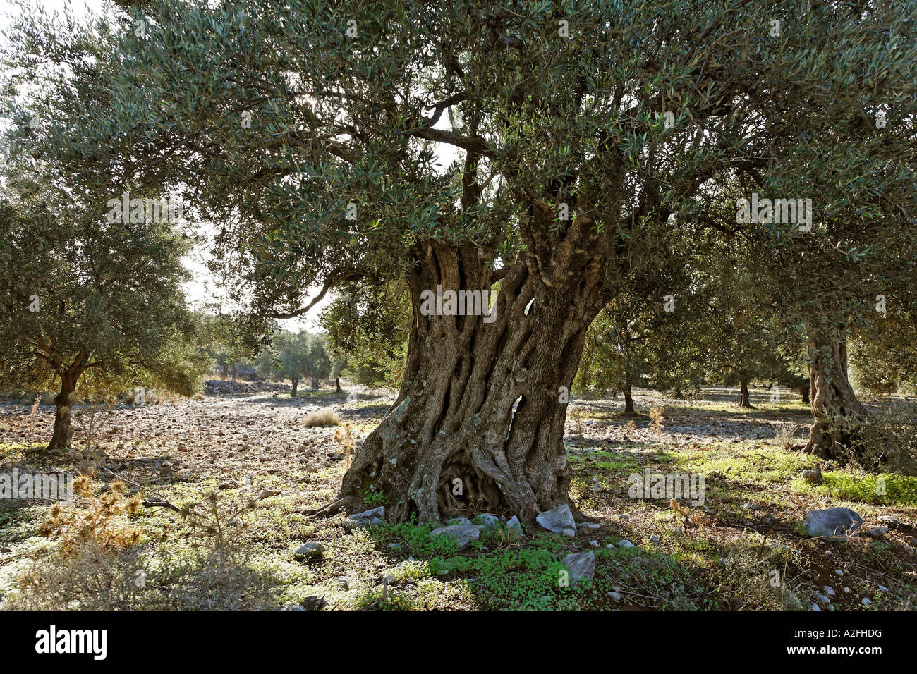 Old olive trees, Crete, Greece Stock Photo - Alamy