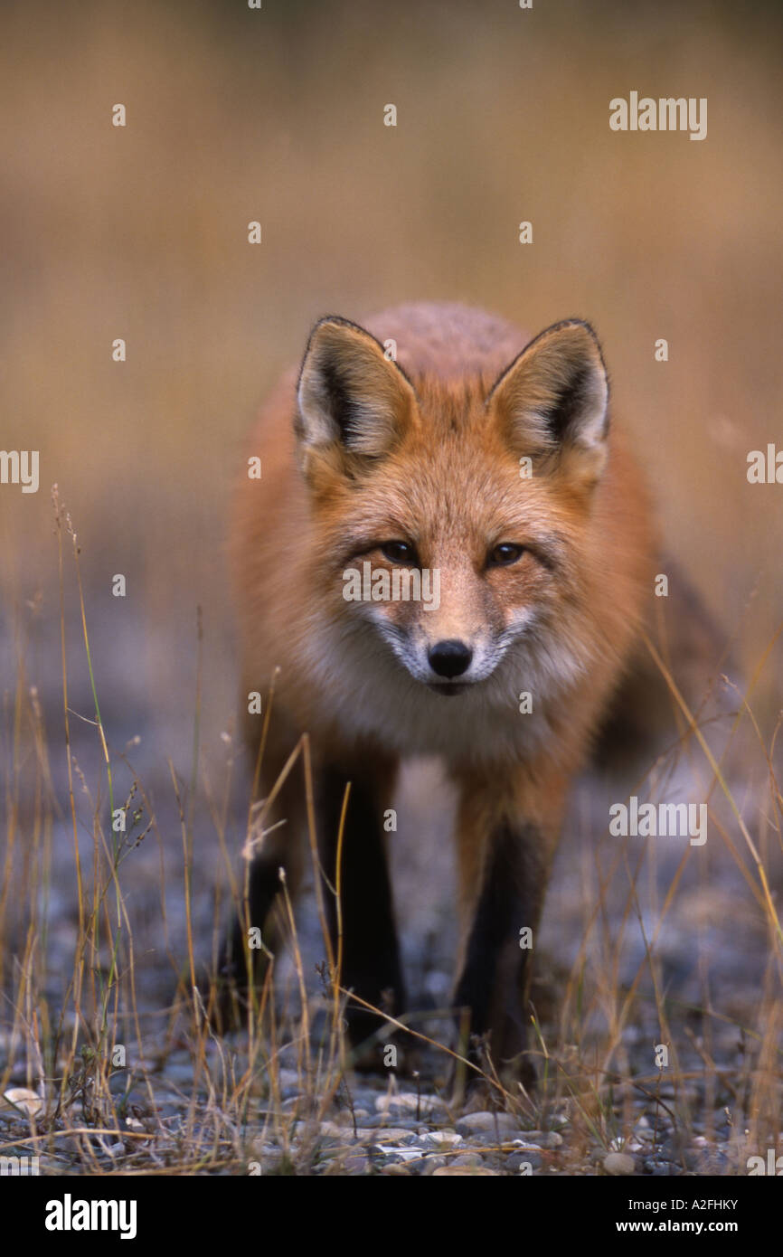 Portrait of Red Fox (Vulpes vulpes) British Columbia, Canada Stock Photo