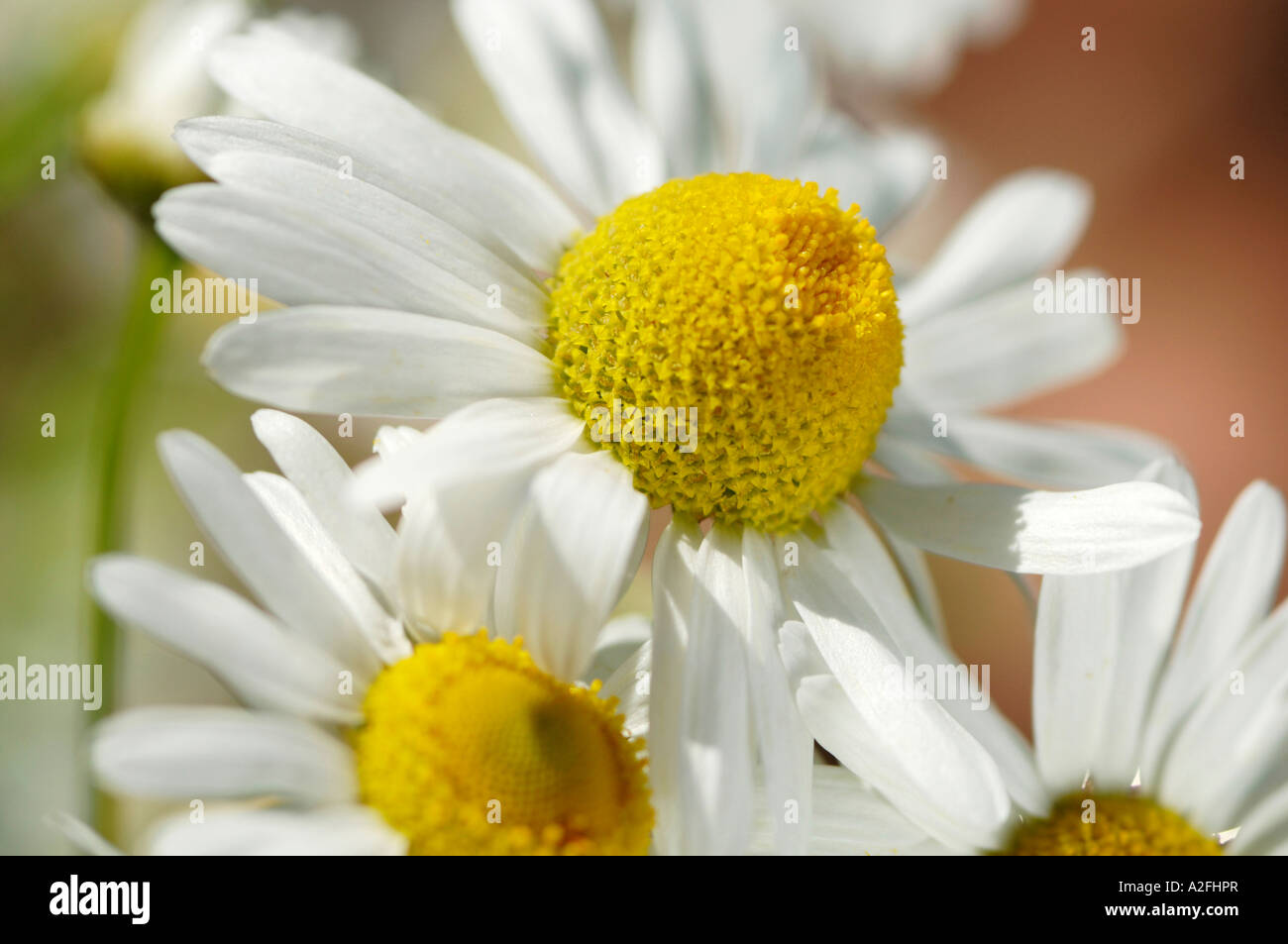 Chamomile images hi-res stock photography and images - Alamy