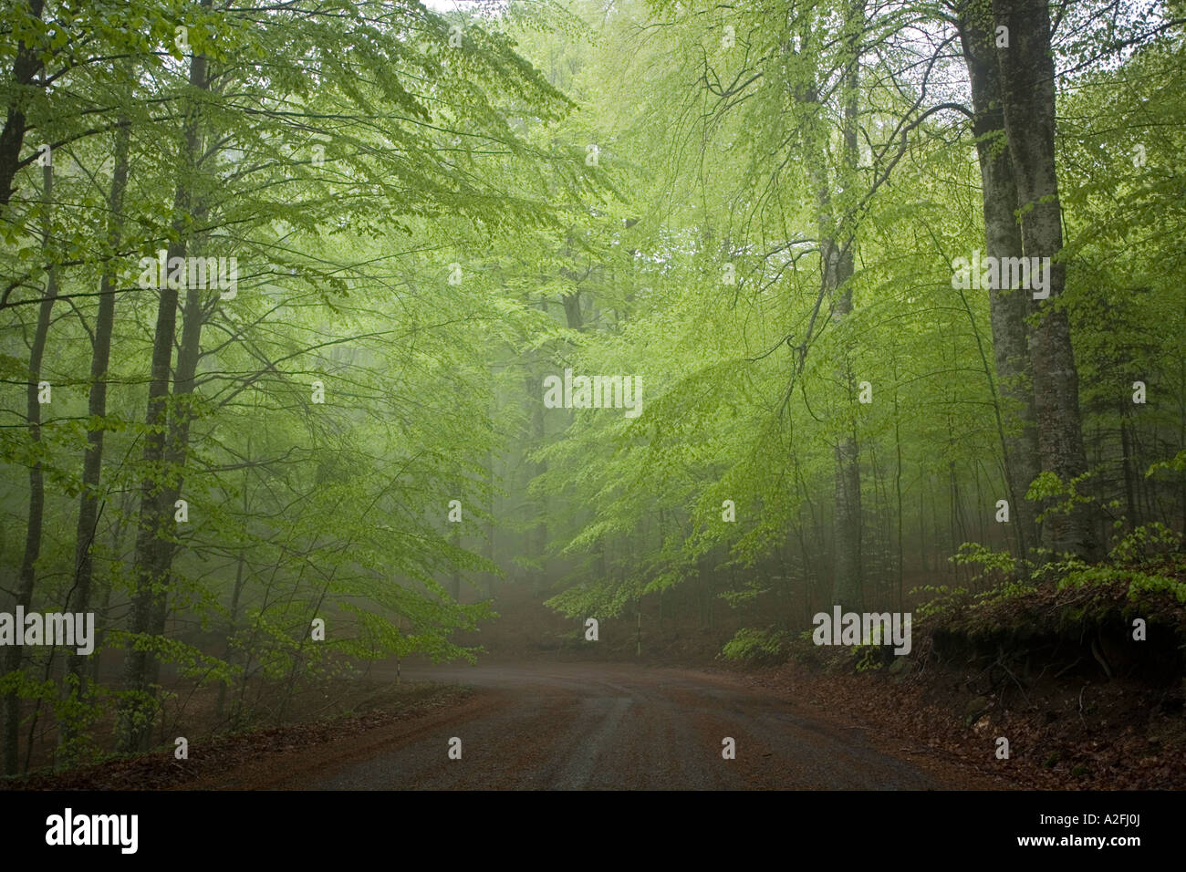 Fogs in forest hi-res stock photography and images - Alamy