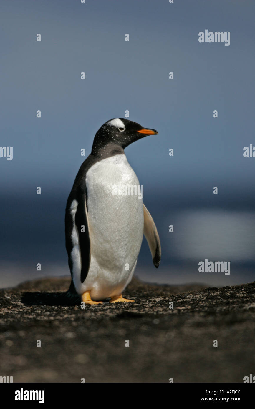 GENTOO PENGUIN Pygoscelis papua Stock Photo