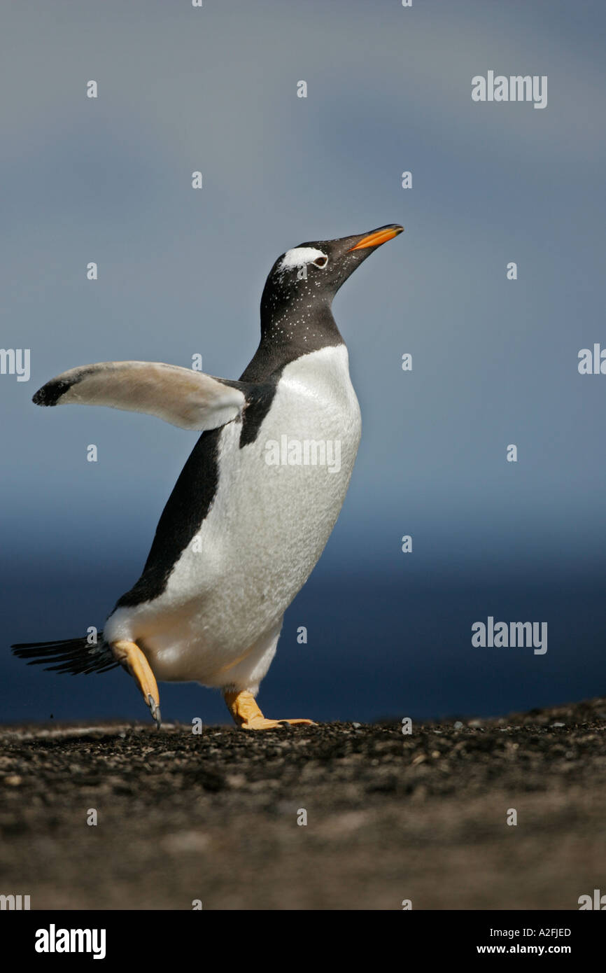 GENTOO PENGUIN Pygoscelis papua Stock Photo