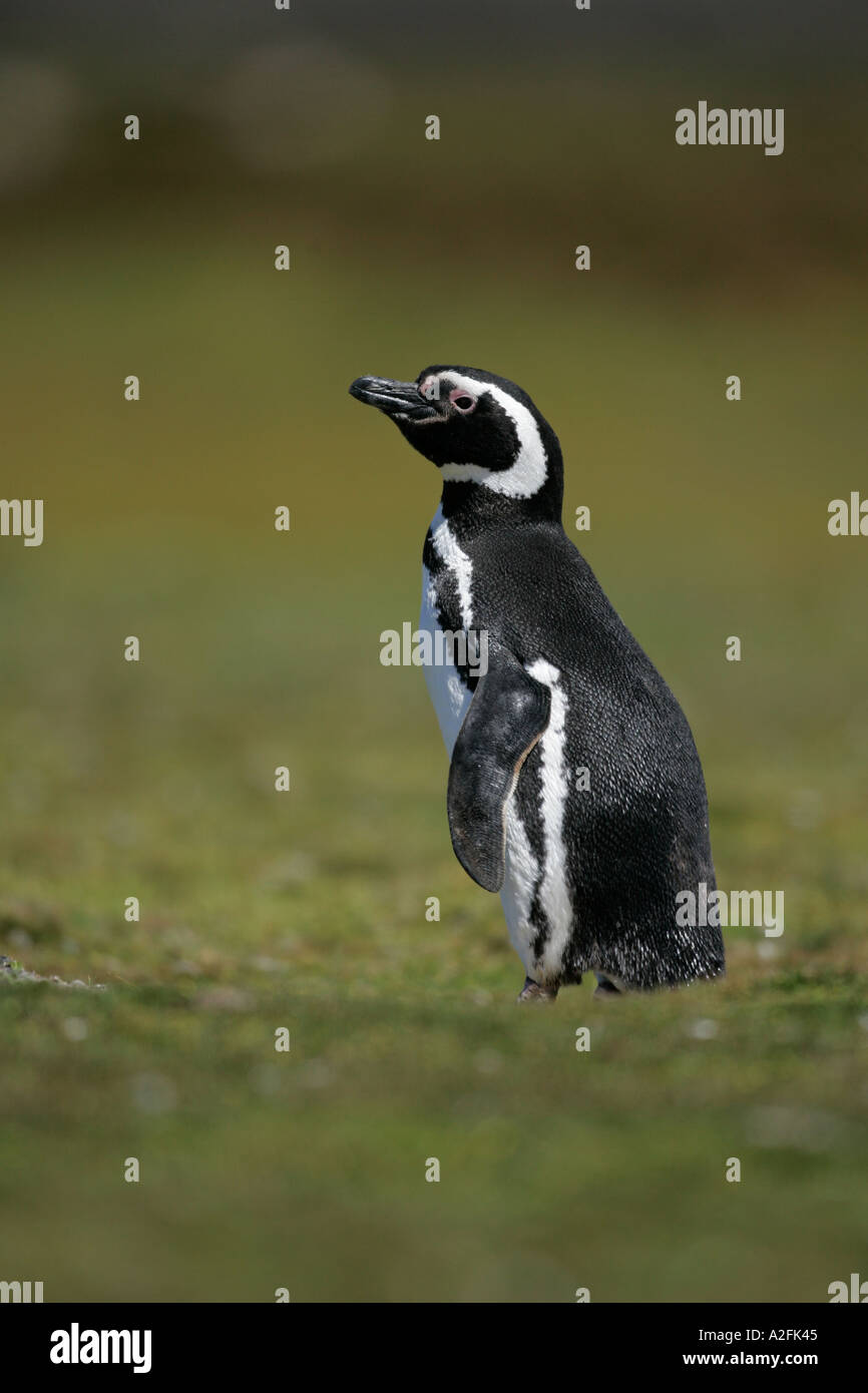 MAGELLANIC PENGUIN Spheniscus magellanicus Stock Photo