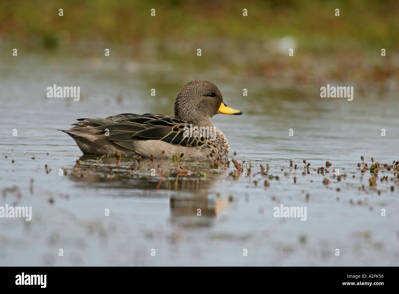 YELLOW BILLED TEAL Anas flavirostris Stock Photo