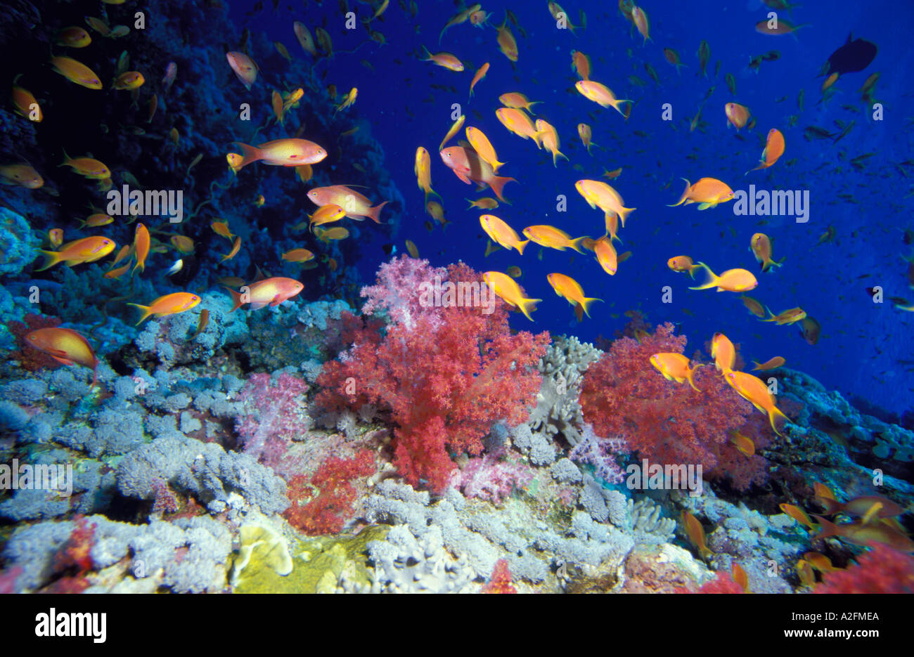Male scalefin anthias hi-res stock photography and images - Alamy