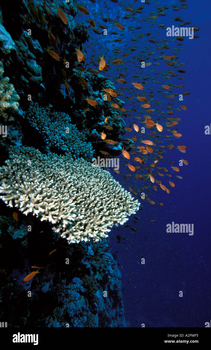 Scalefin Anthias Pseudanthias squamipinnis Northern Red Sea Israel Stock Photo