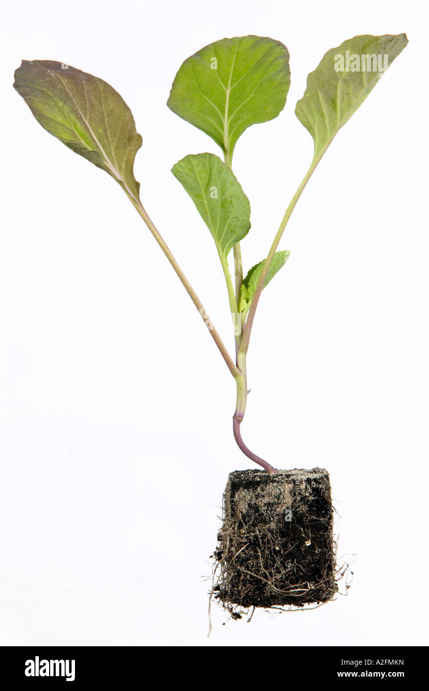 Cabbage seedling Stock Photo Alamy
