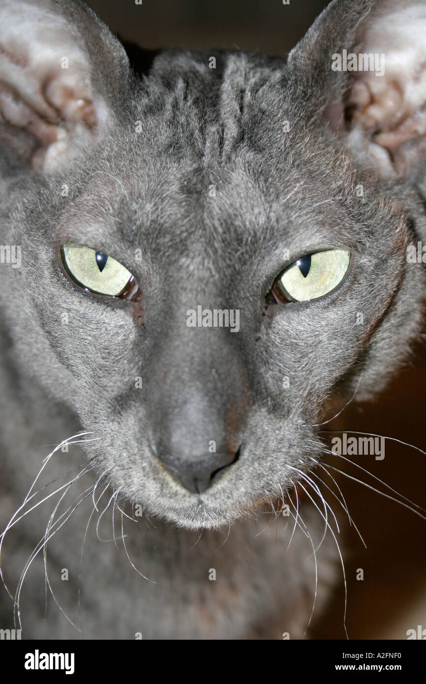cornish rex cat Stock Photo