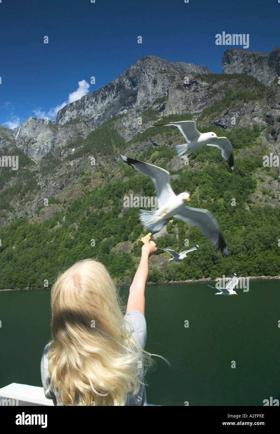 Tourist feed birds, Aurland fjord, Nærøy Fjord between Flam and Gudvagan in Sognefjord, Norway Stock Photo