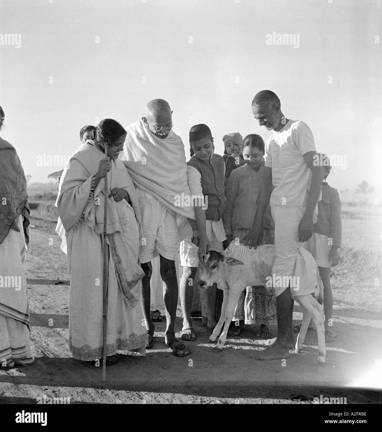 Abha Gandhi standing next to Mahatma Gandhi fondling a young calf at ...