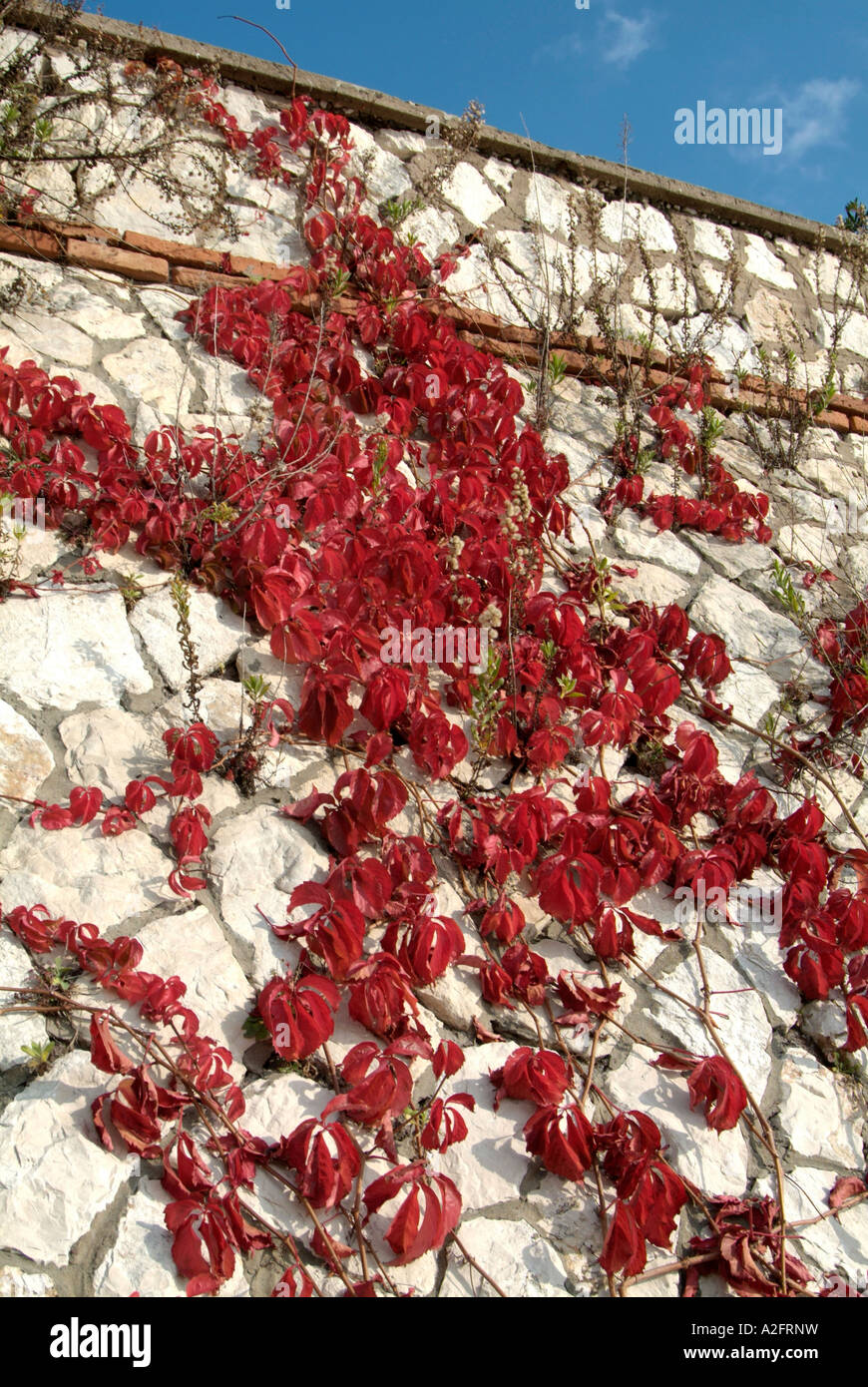 climing, plant, vine, wall, cling, clinging, red, blue, sky Stock Photo Alamy
