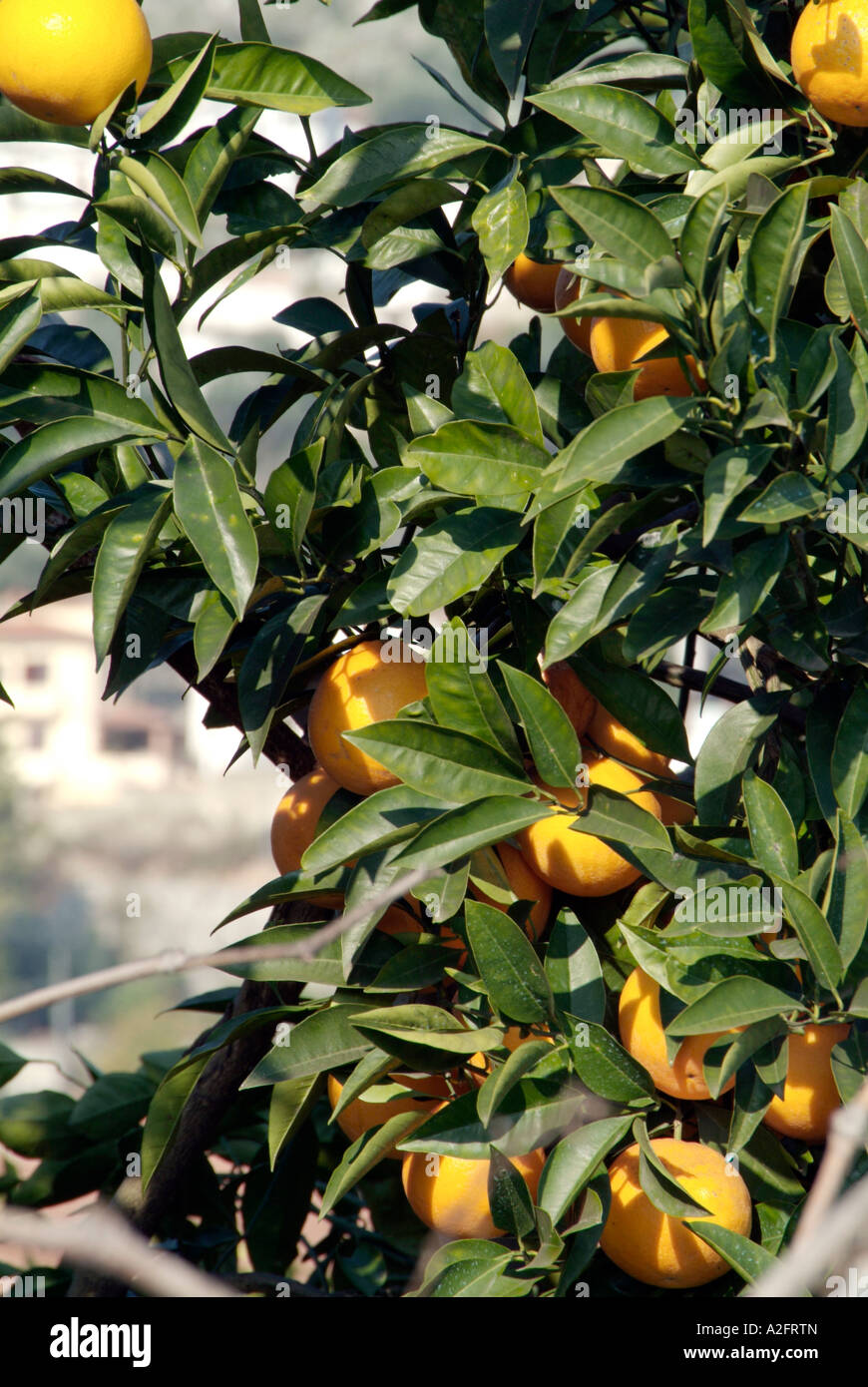 orange, grove, tree, vitamins, juice, fruit, plant, plantation, Scilly