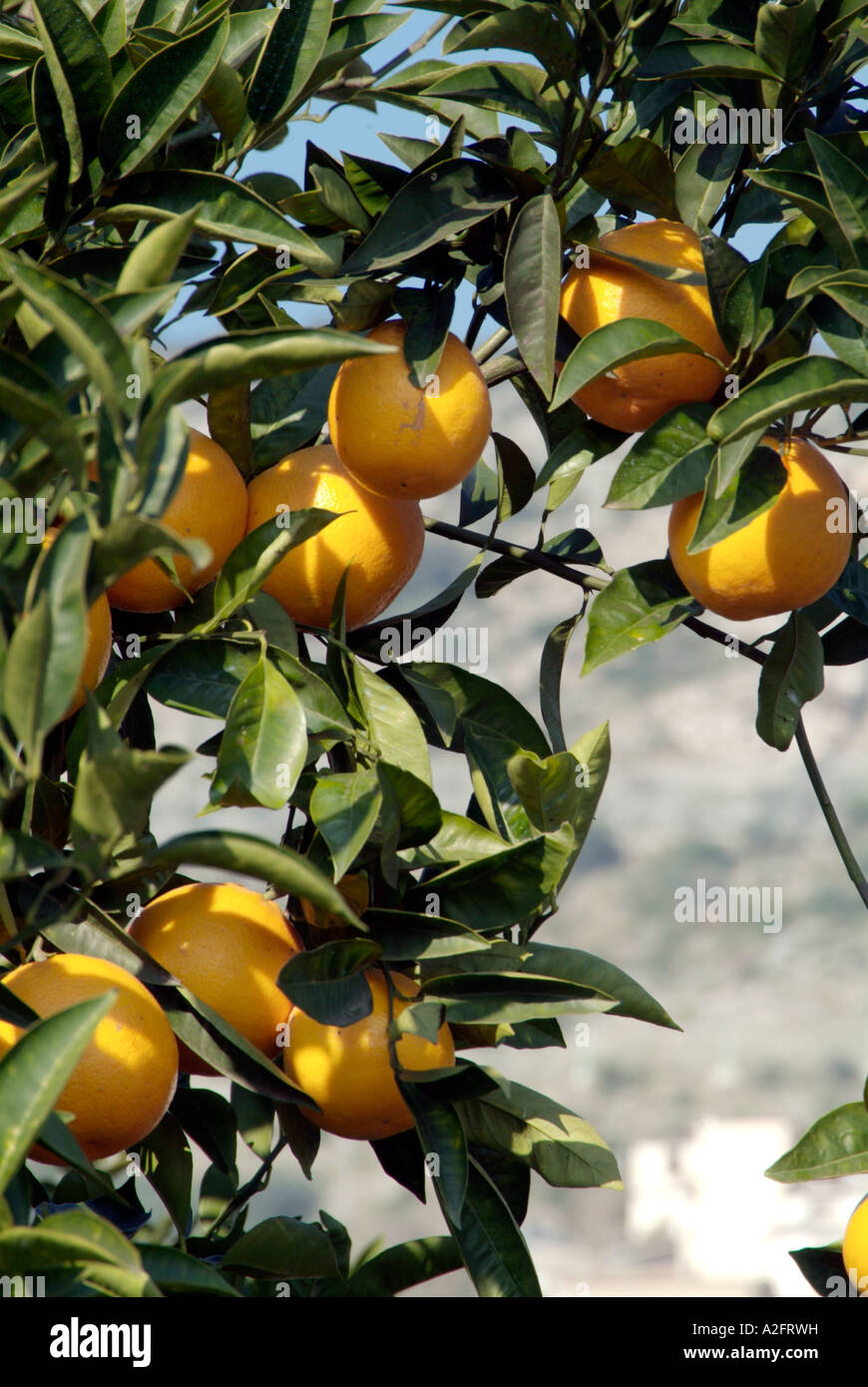 orange, grove, tree, vitamins, juice, fruit, plant, plantation, Scilly