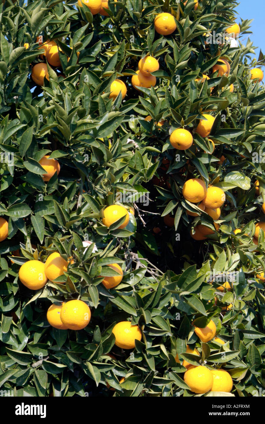 orange, grove, tree, vitamins, juice, fruit, plant, plantation, Scilly