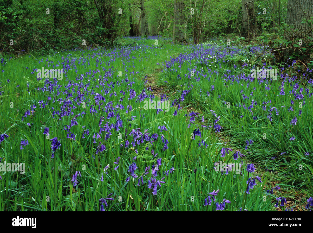 plant-flower-woodland-wood-forest-norfolk-hi-res-stock-photography-and