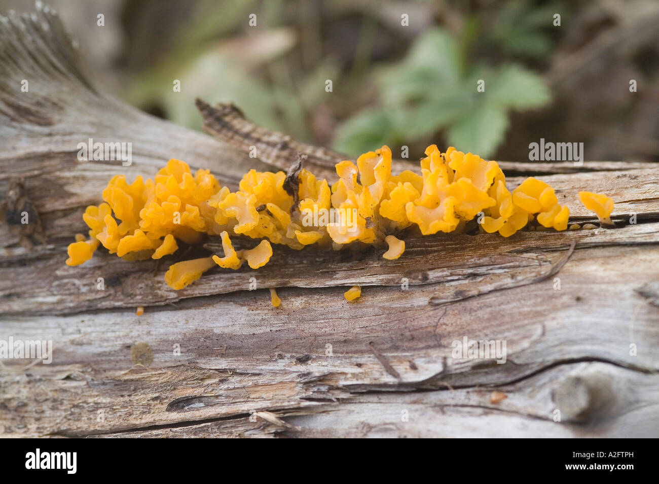 Orange Jelly Cap (Dacrymyces palmatus), Poet's Walk, Red Hook, New York