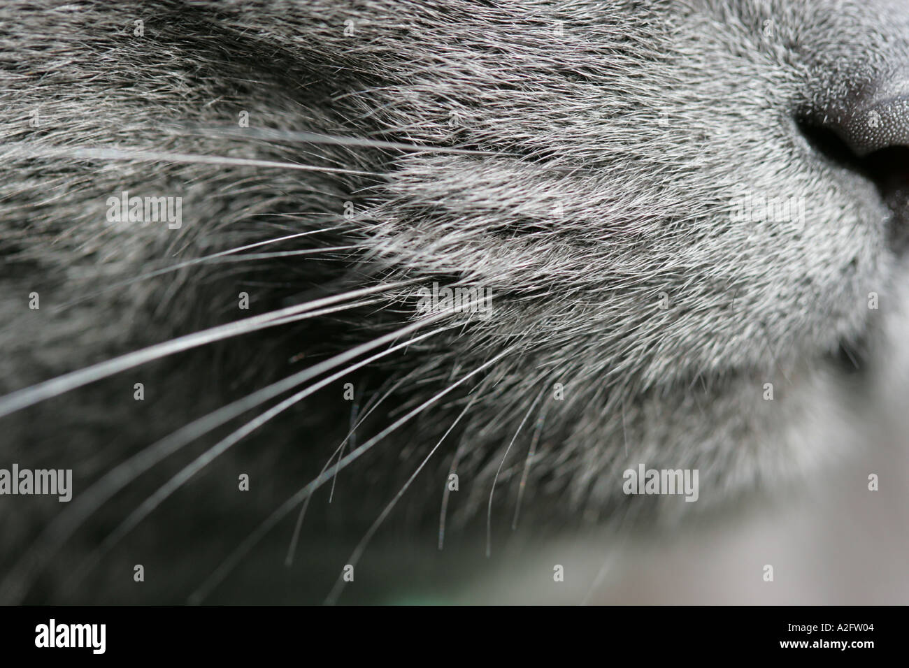 Page 3 Russian Blue Cats High Resolution Stock Photography And Images Alamy
