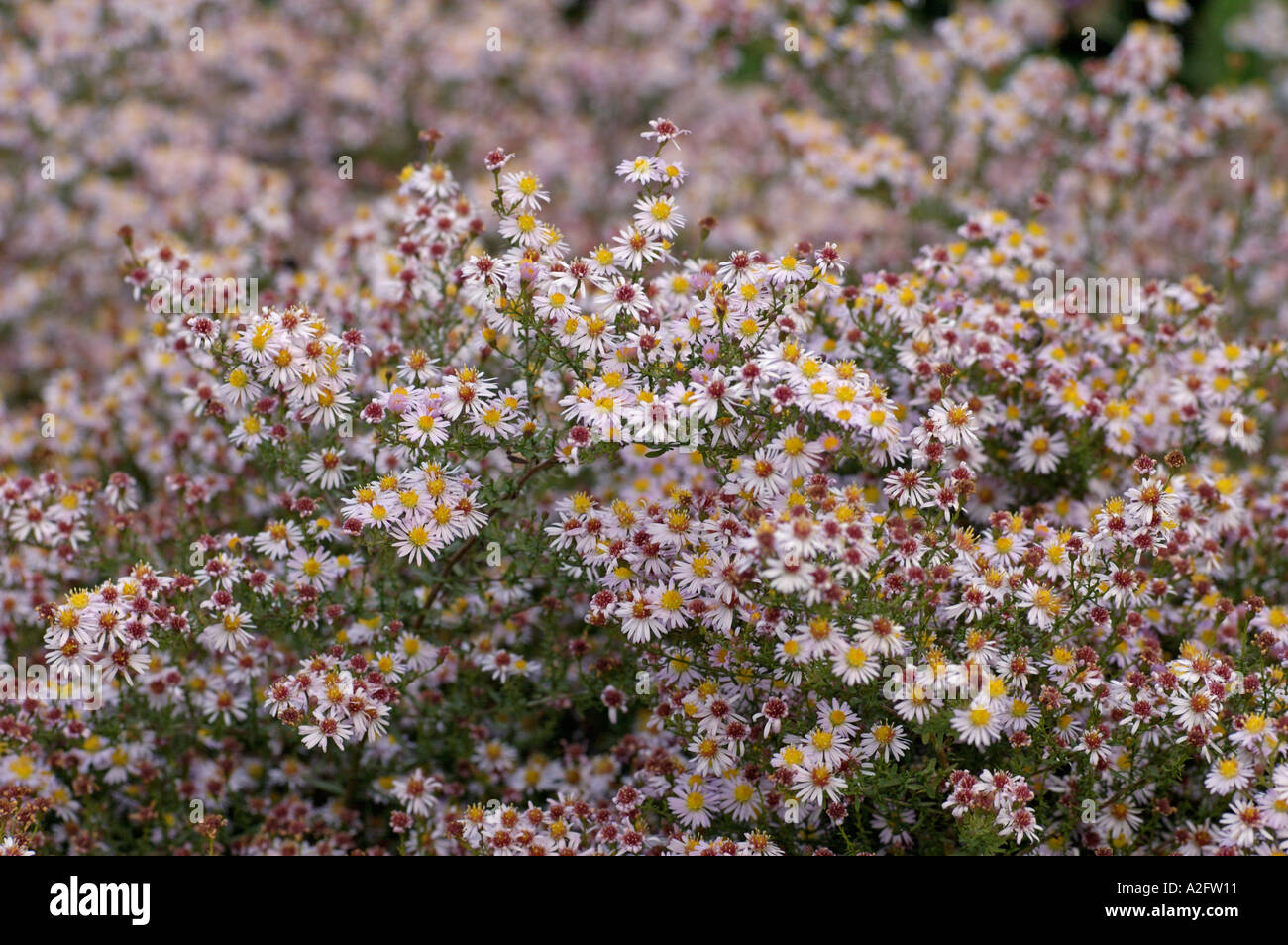 Aster ericoides 'Pink Cloud' Stock Photo