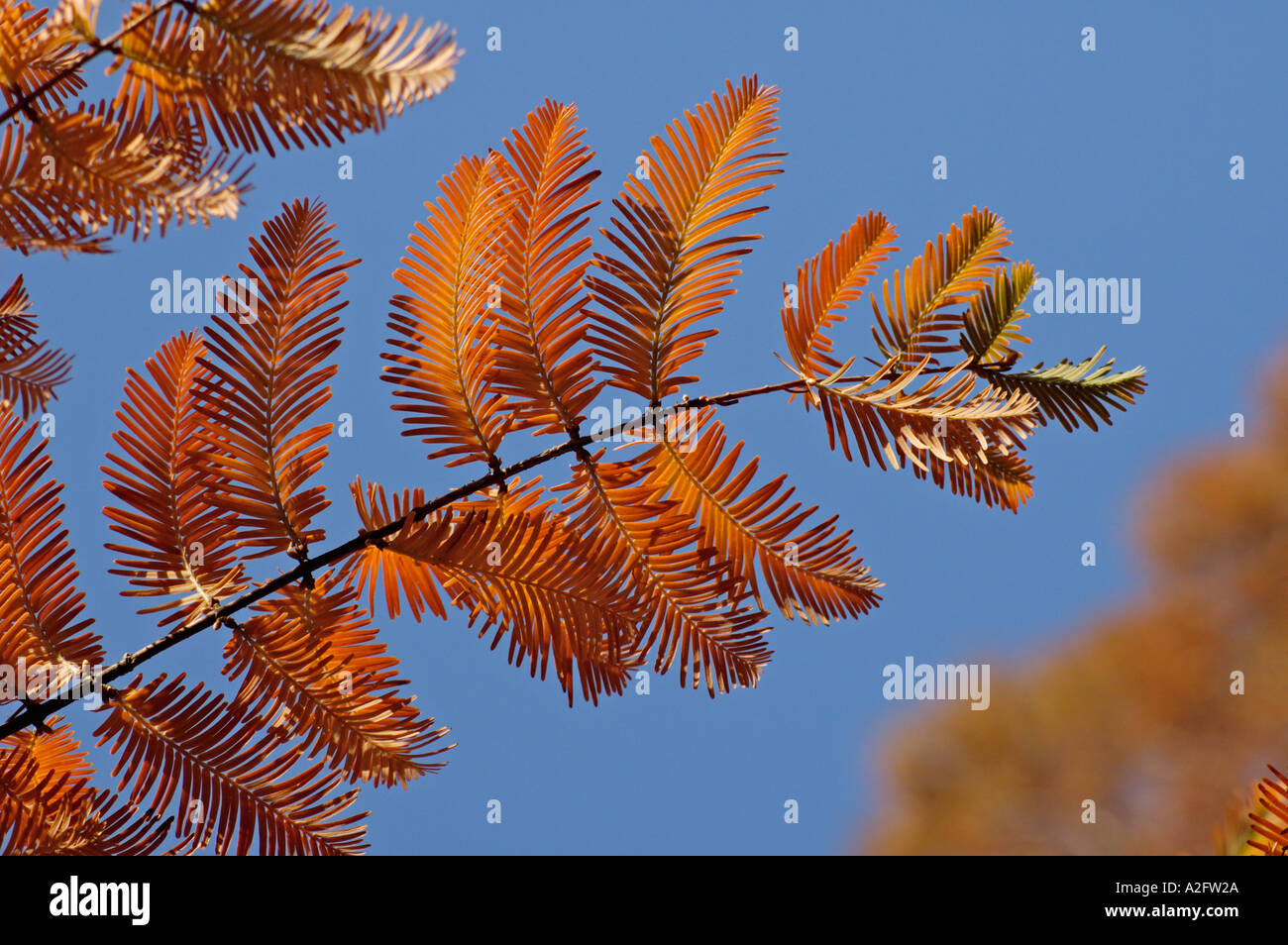 metasequoia occidentalis