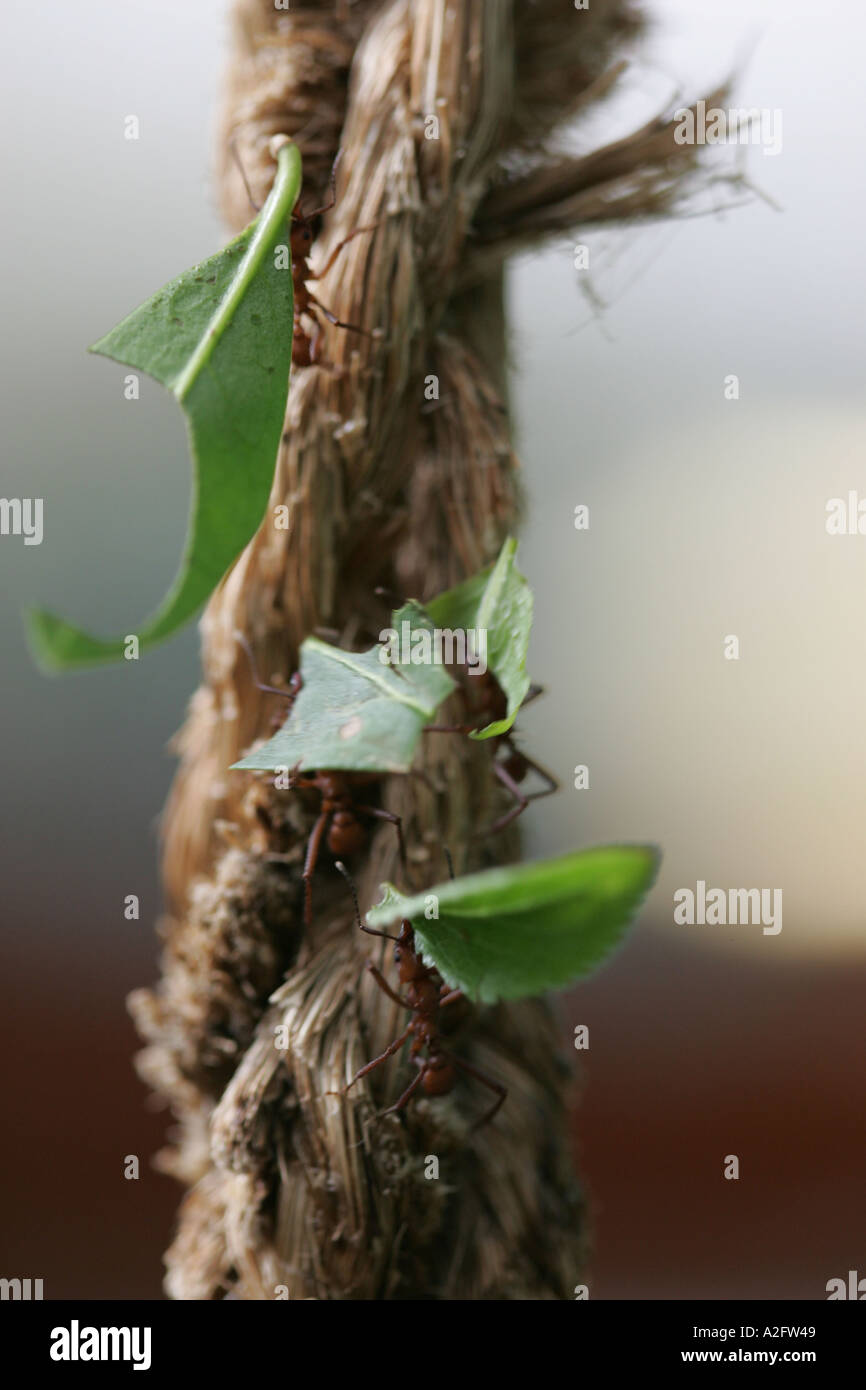 Leaf Cutting Ants Stock Photo - Alamy