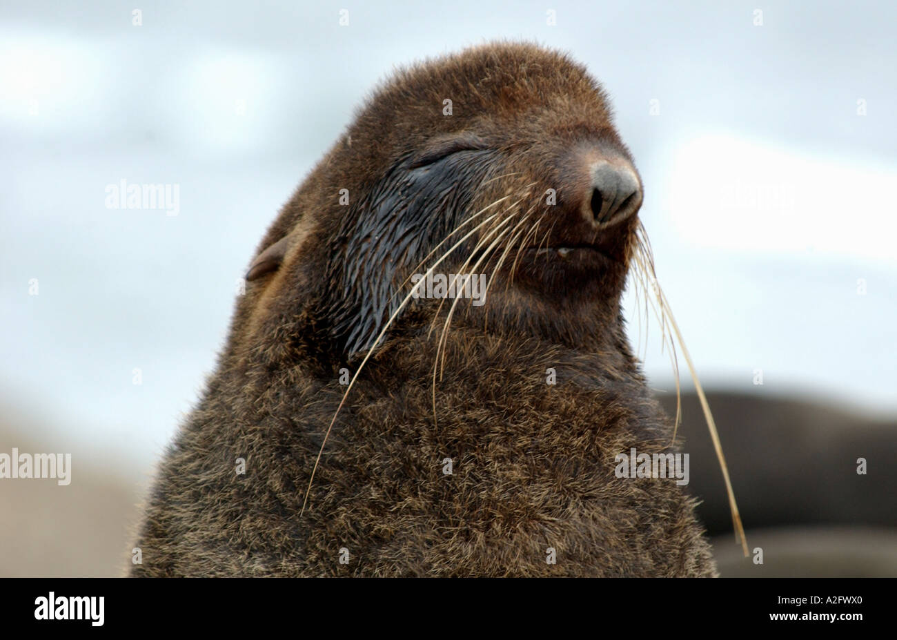 Asia, Russia, Russian Far East, Kamchatkan Peninsula, Komandor Islands