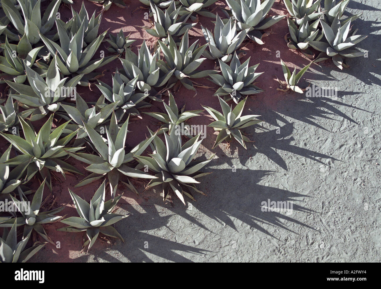 Garden landscaping mexican style hi-res stock photography and images ...