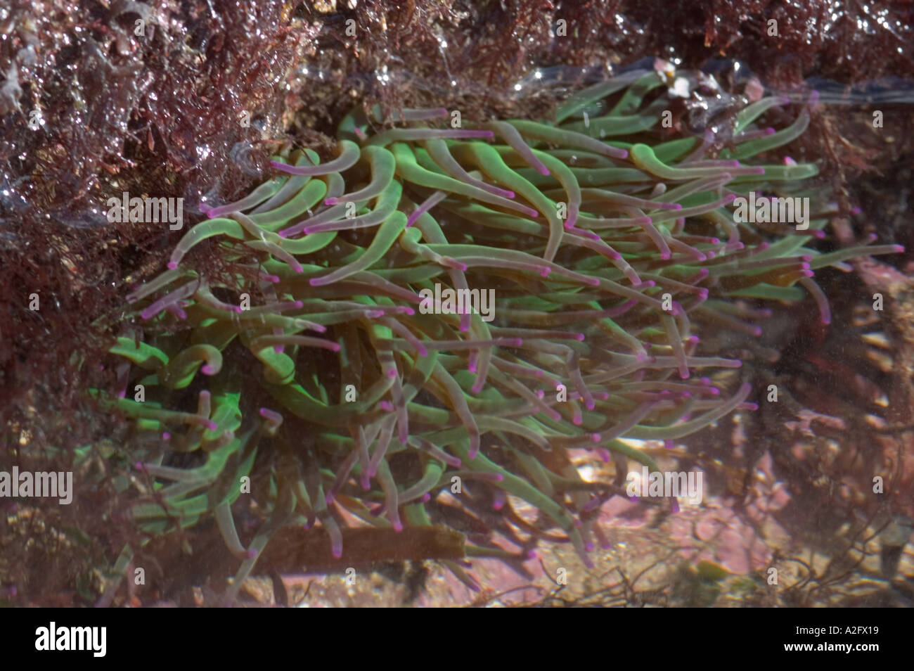 Devon Wildlife Trust Wembury Voluntary Marine reserve Snakelocks anemone Anemonia viridis Stock Photo