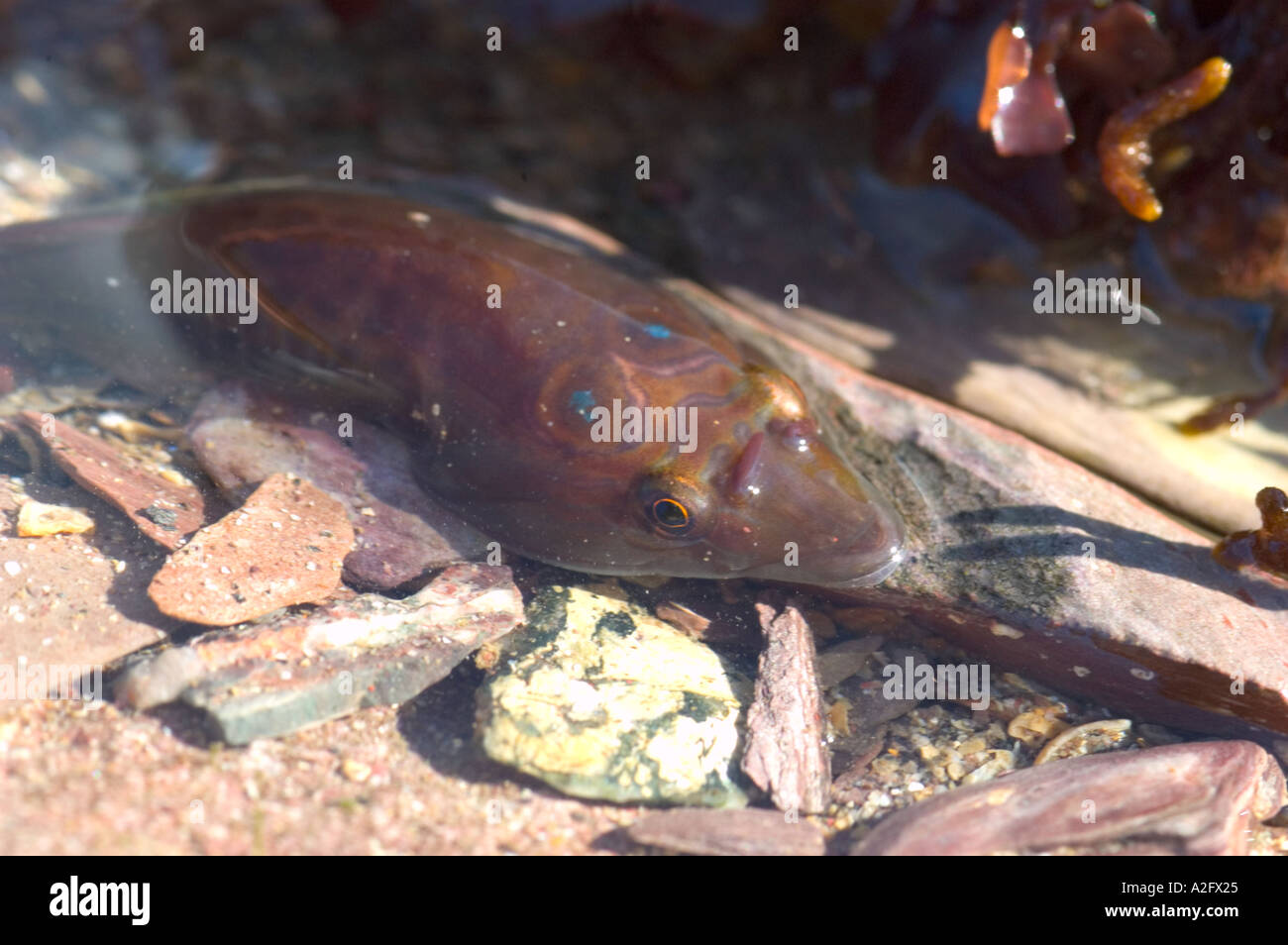 Devon Wildlife Trust Wembury Voluntary Marine reserve Cornish or shore clingfish seen here in a rock pool All clingfish have Stock Photo