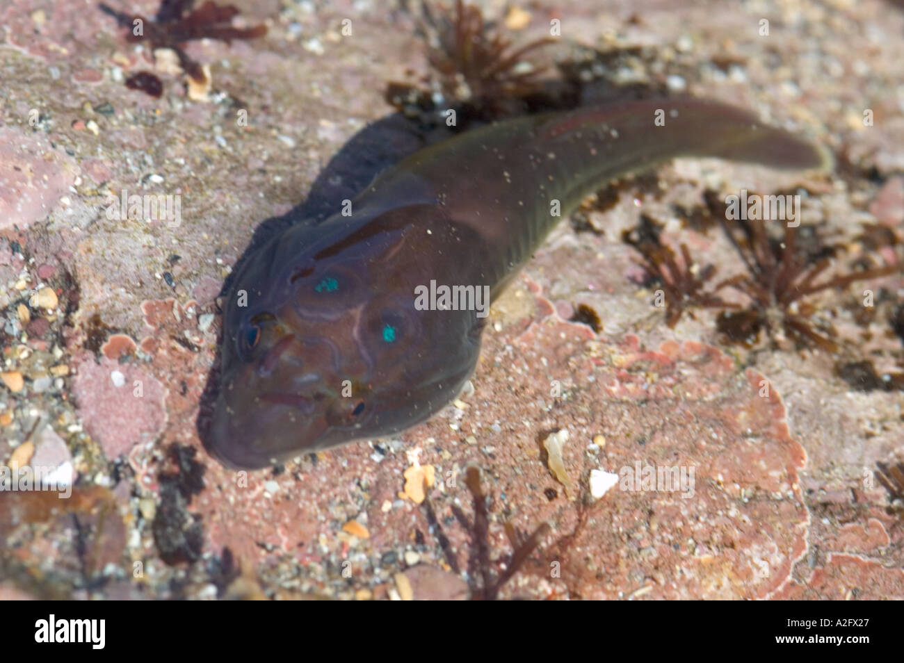 Devon Wildlife Trust Wembury Voluntary Marine reserve Cornish or shore clingfish seen here in a rock pool All clingfish have a Stock Photo