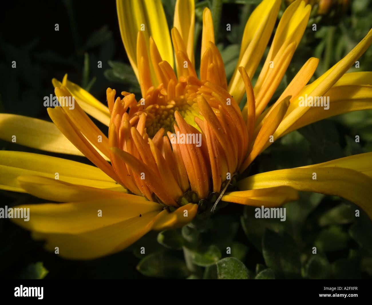 Chrysanthemum field china hi-res stock photography and images - Alamy
