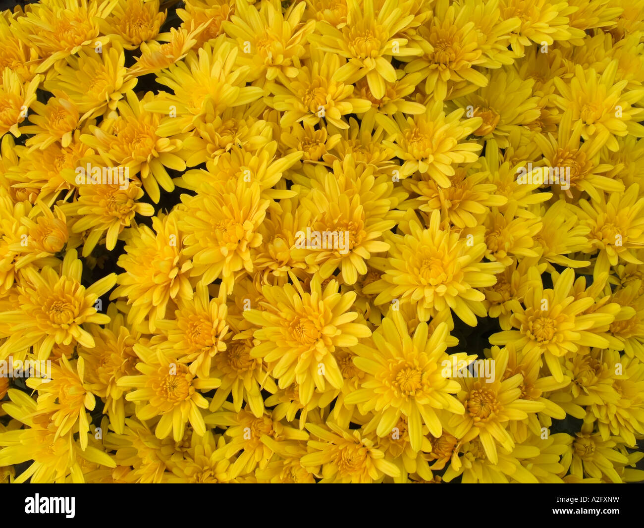 Chrysanthemum field china hi-res stock photography and images - Alamy