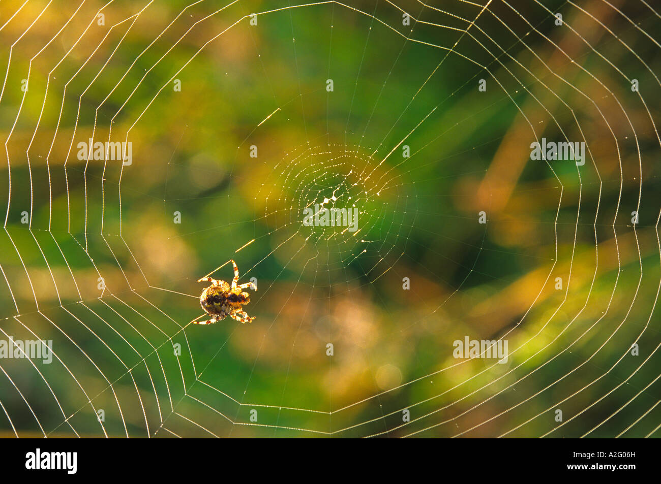 Garden spider making a web in Dorset UK Stock Photo