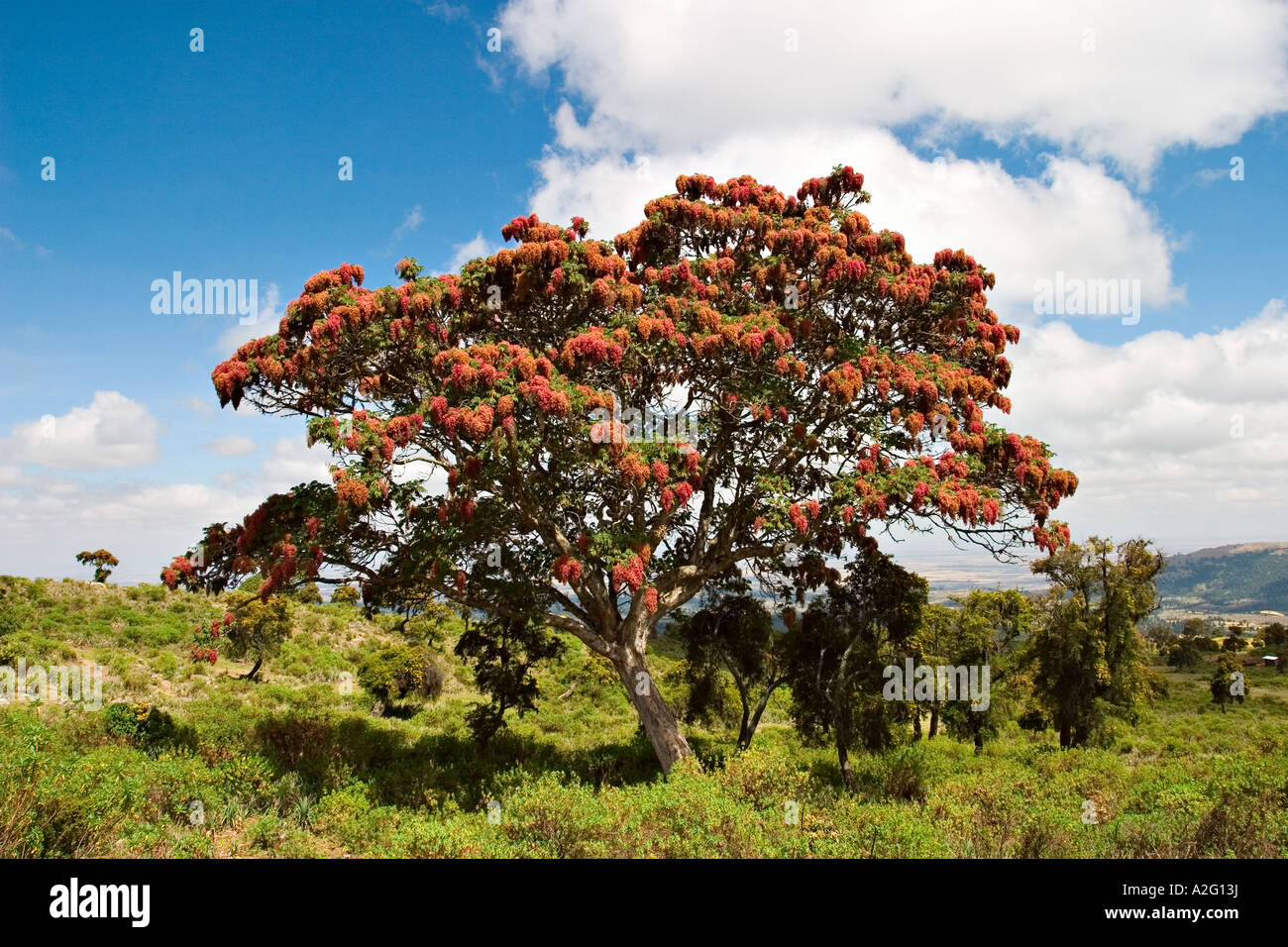African redwood (Hagenia abyssinica), Bale Mountains National Park, Ethiopia, Africa Stock Photo