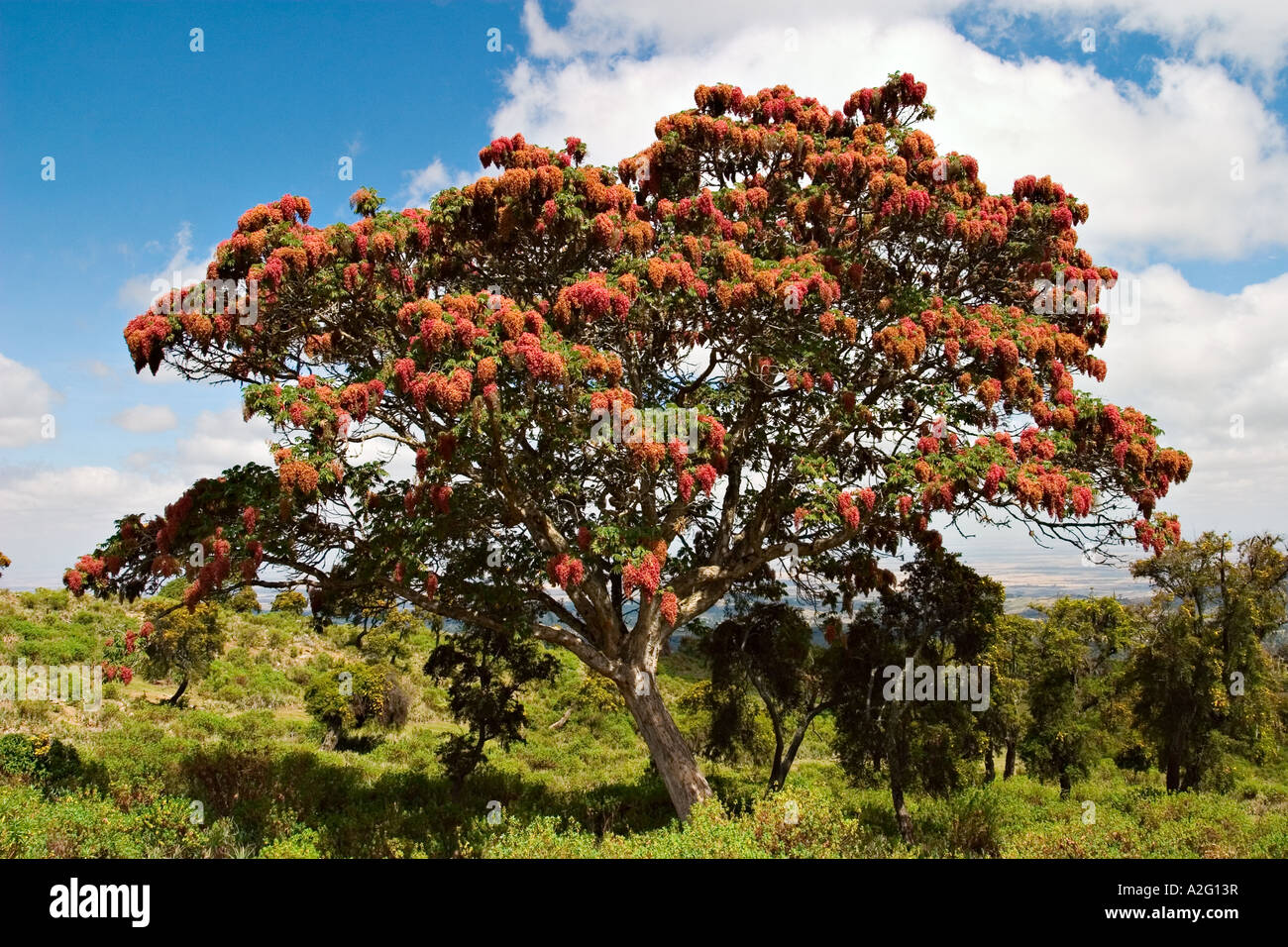 African redwood (Hagenia abyssinica), Bale Mountains National Park, Ethiopia, Africa Stock Photo