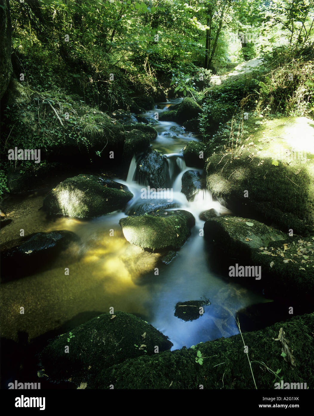 Cornish woodland stream in Constantine Stock Photo - Alamy