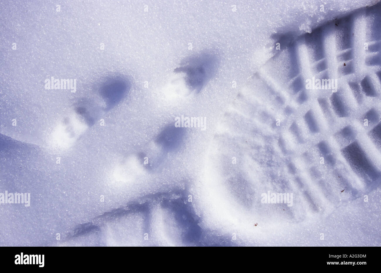 Wallaby and Human footprints in the snow Tasmania Australia Stock Photo