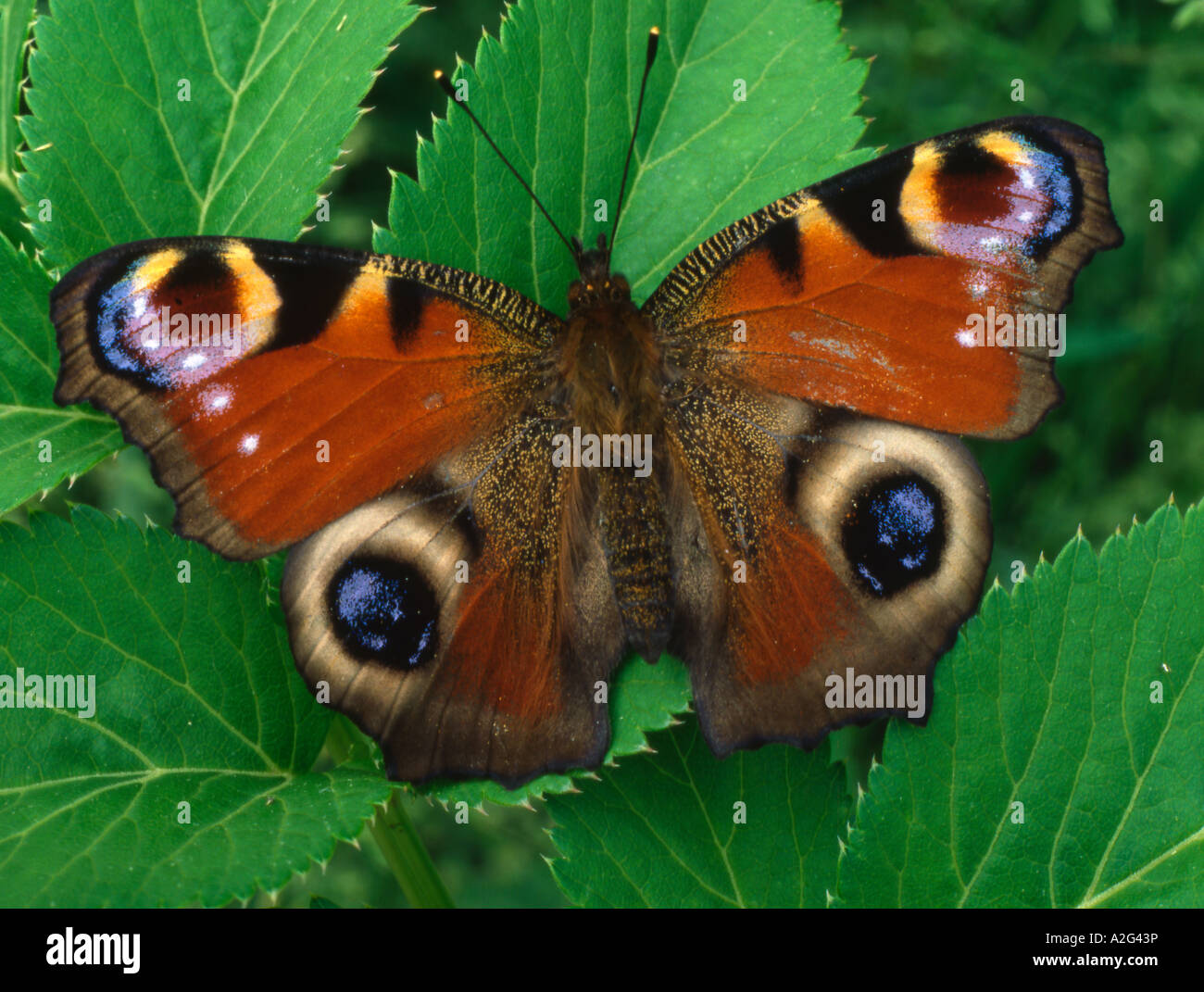 peacock-butterfly-uk-stock-photo-alamy
