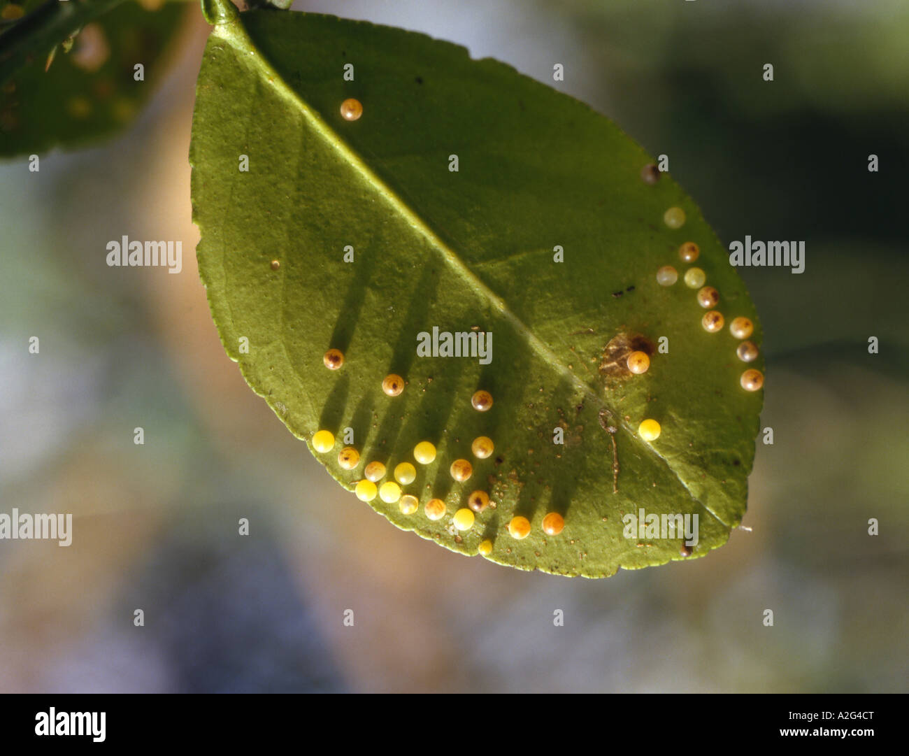 Butterfly eggs on underside of leaf laid by Scarlet swallowtail Papilio rumanzovia Stock Photo