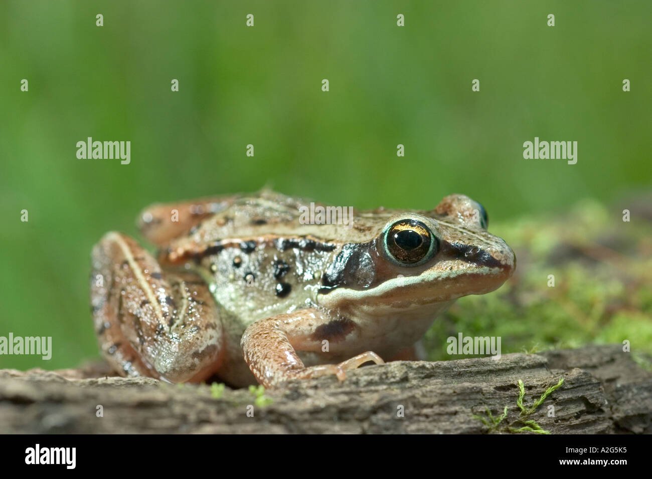 Wood frog. Rana sylvatica Stock Photo - Alamy