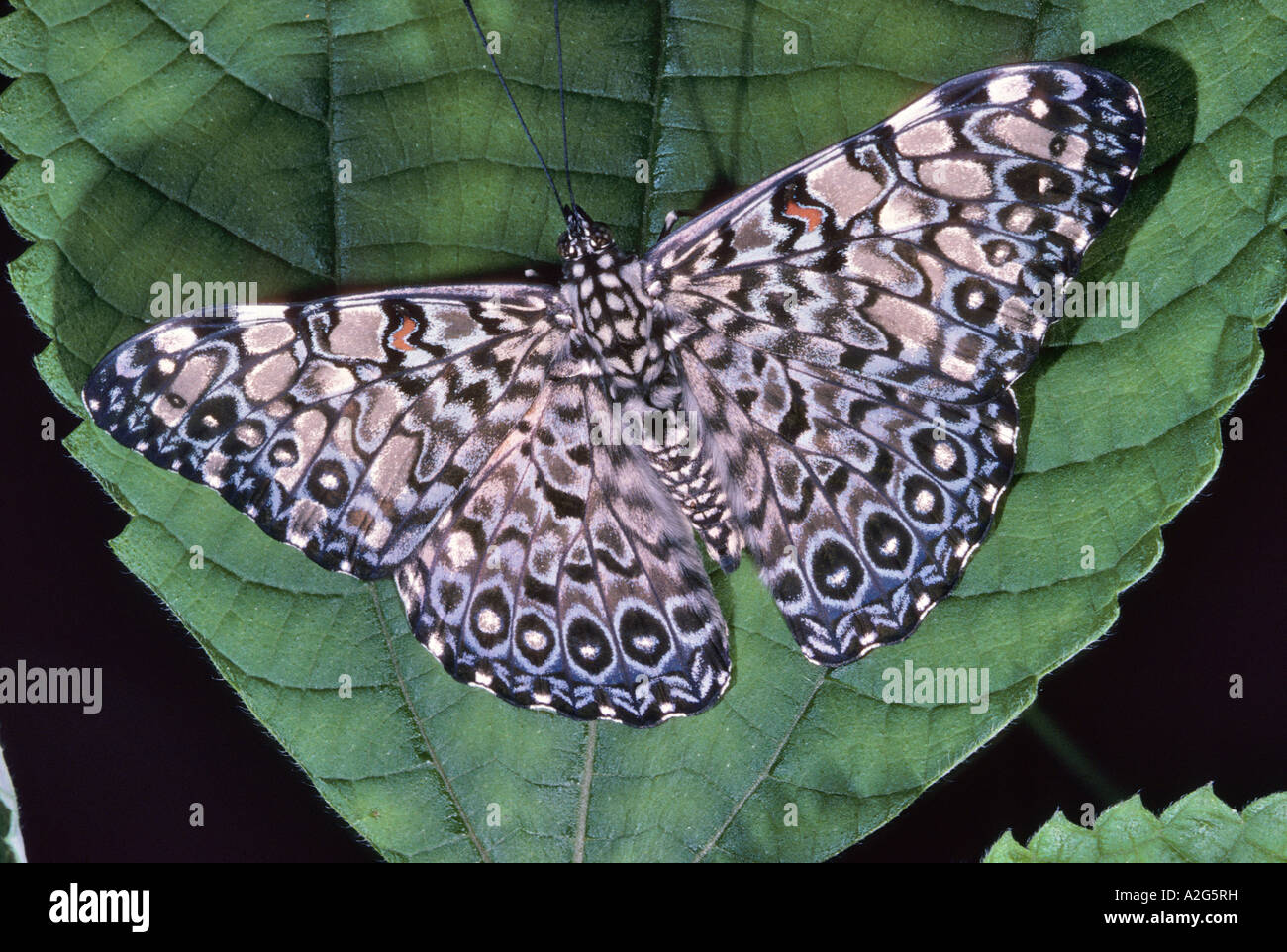 Cracker butterfly Hamadryas feronia South America Stock Photo Alamy