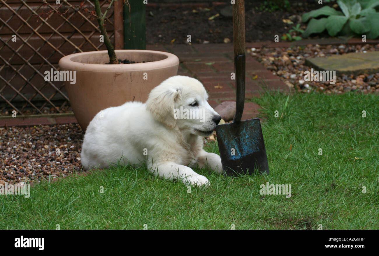 Golden Retriever puppy and garden spade Stock Photo