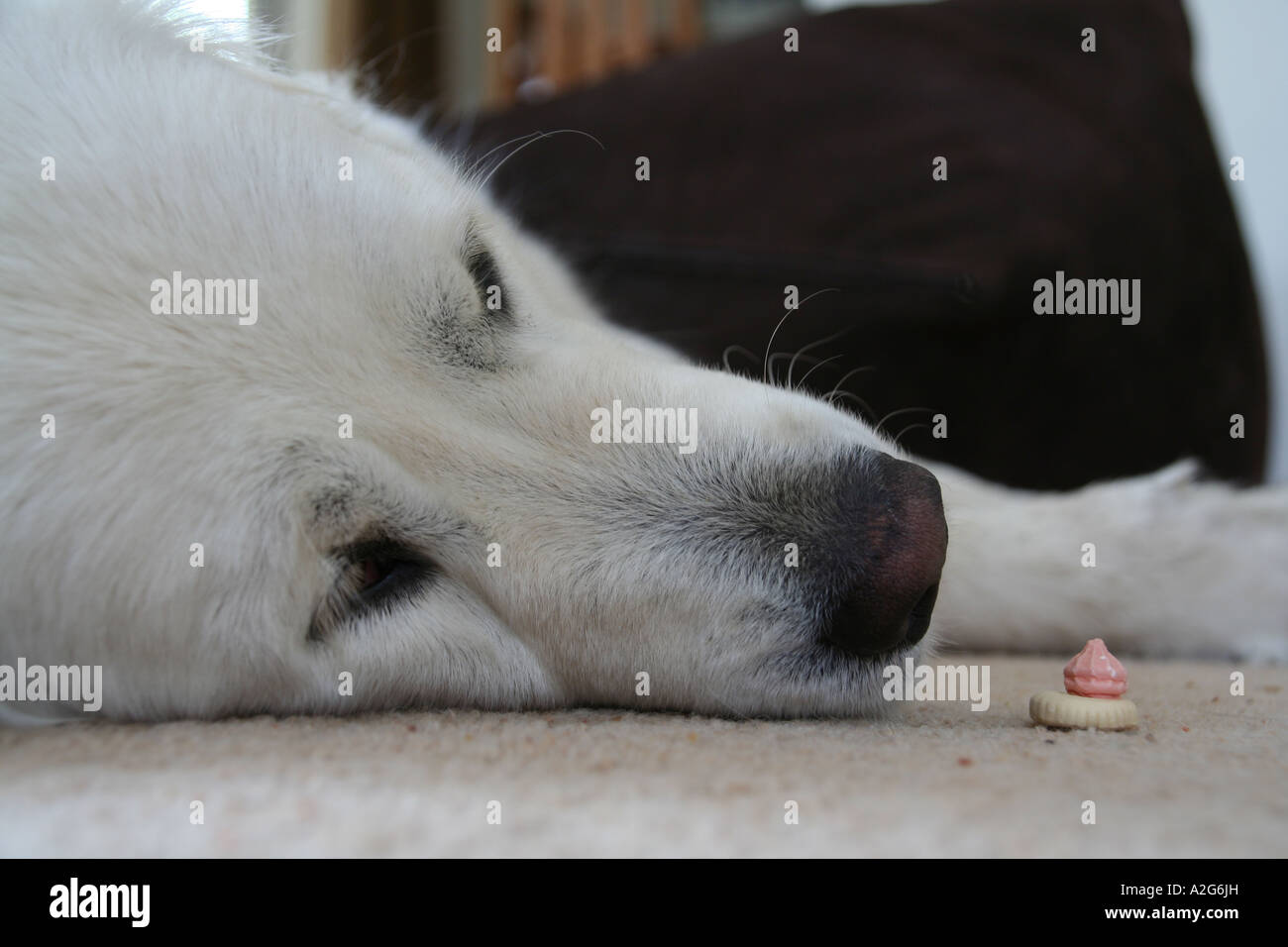Golden Retriever and Iced Sweet Stock Photo