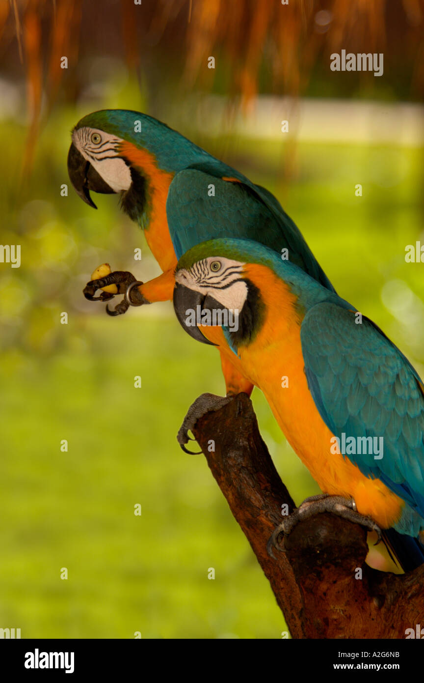 View of Two blue and gold Macaws on perch Stock Photo - Alamy