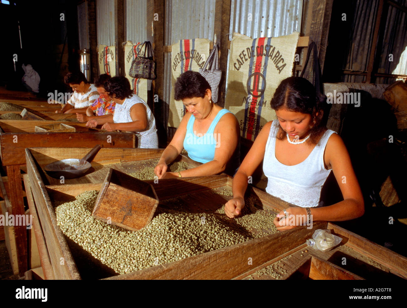 Costa Rica Heredia Coffee Is Hand Sorted The Old Traditional Way At 