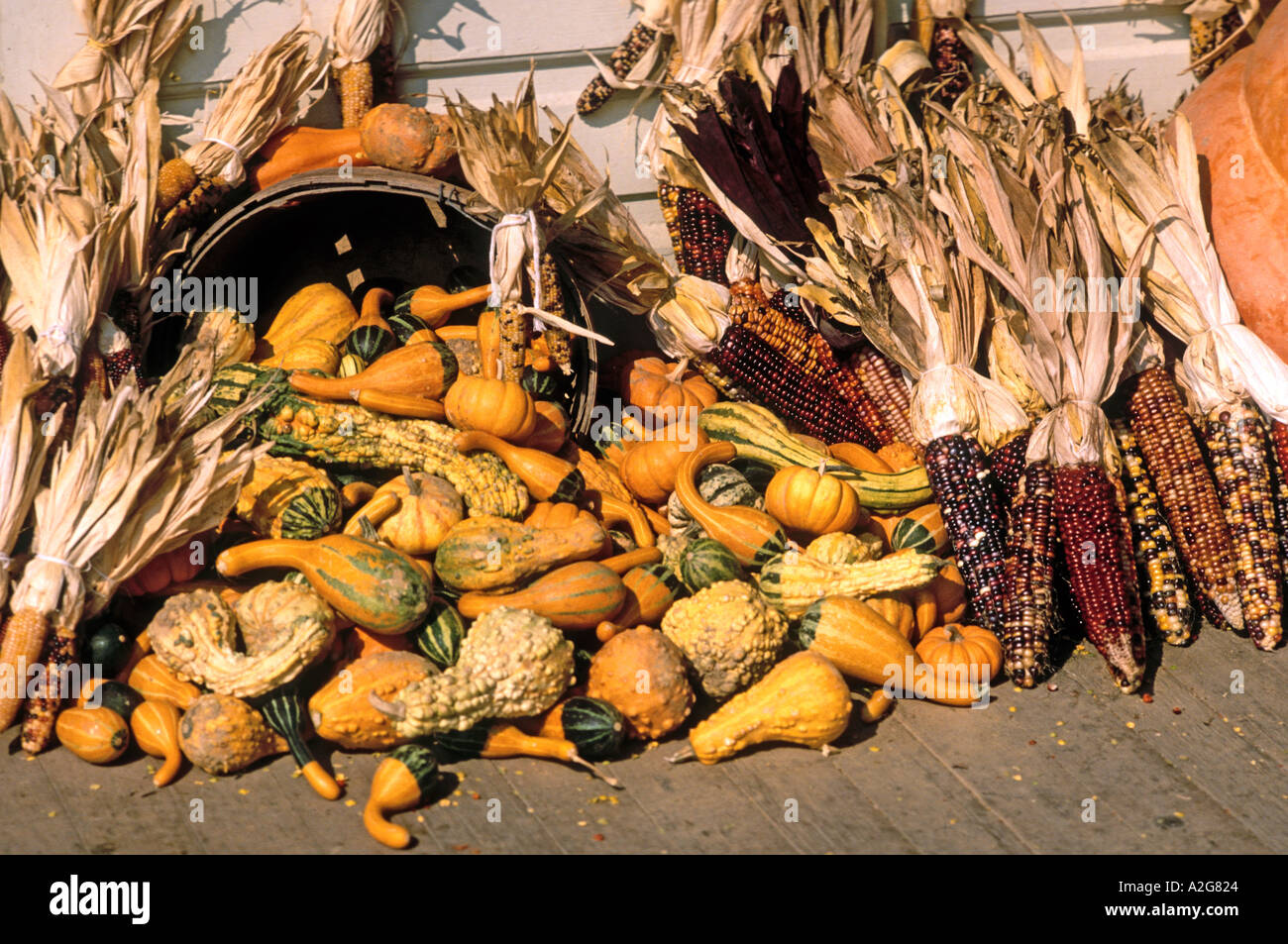 Indian Corn And Gourds For Fall Decorations In The North East Us