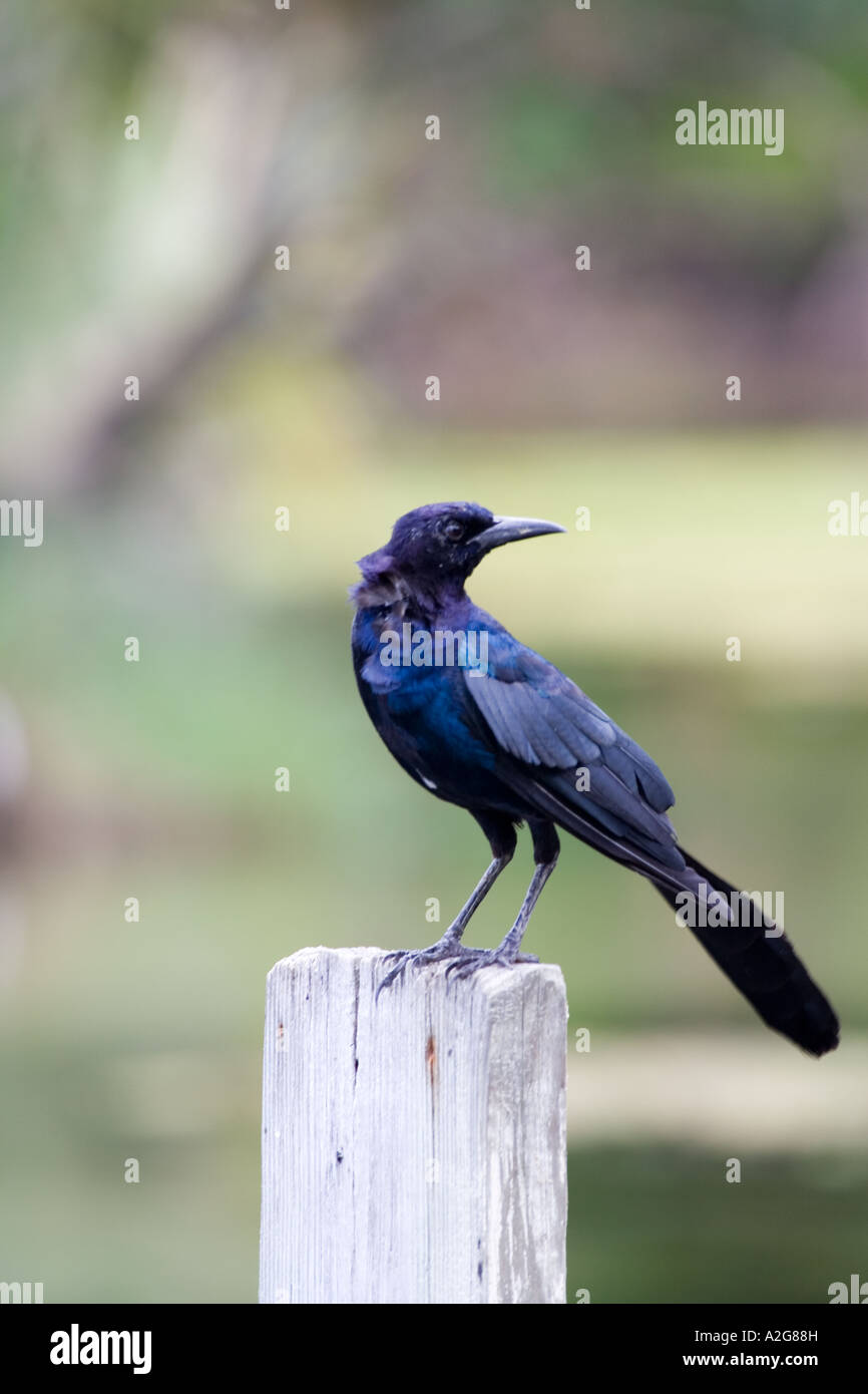 Bird on post Stock Photo - Alamy