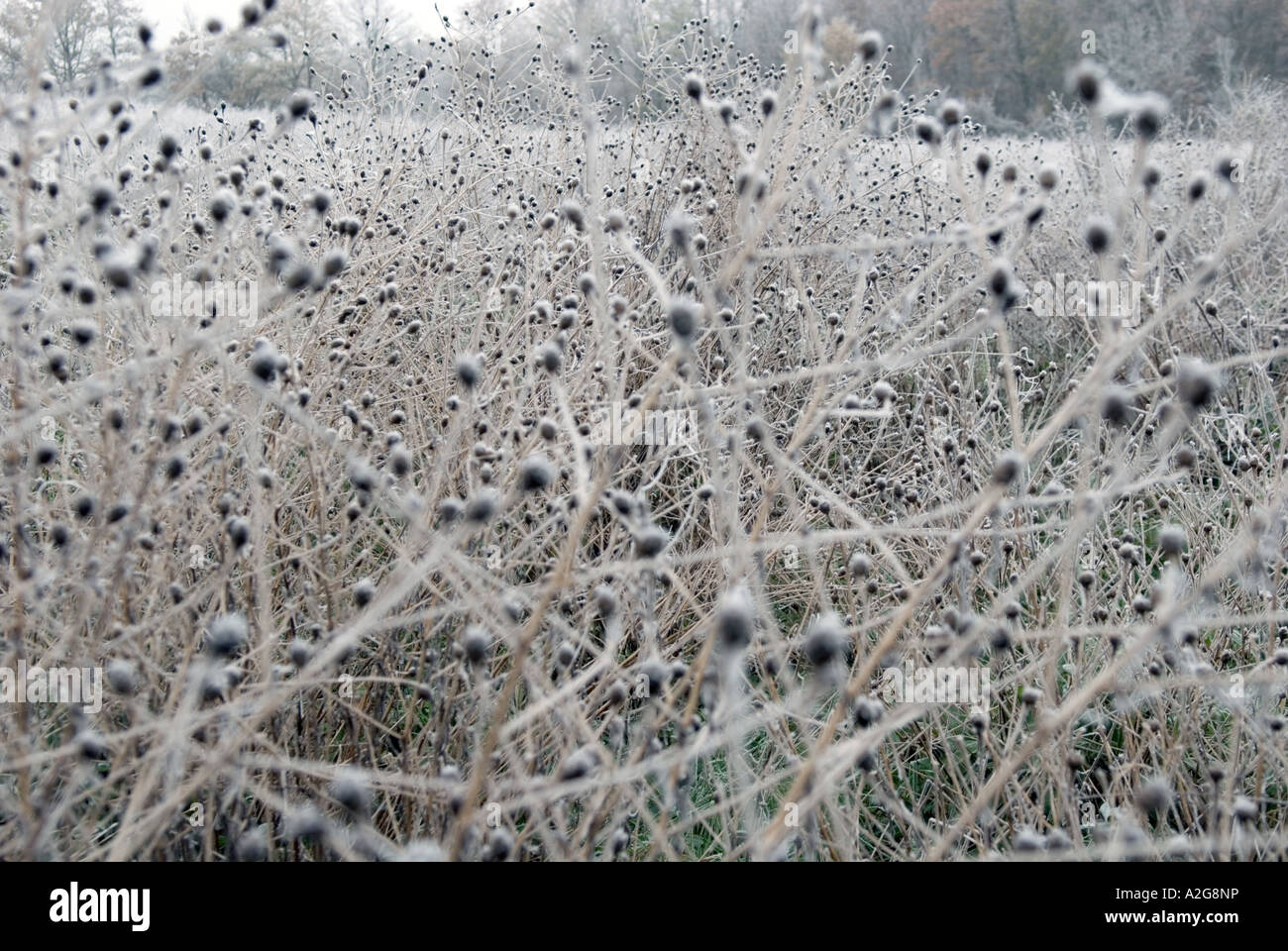 looking in to a field with twigs and undergrowth covered with frost icicles Stock Photo