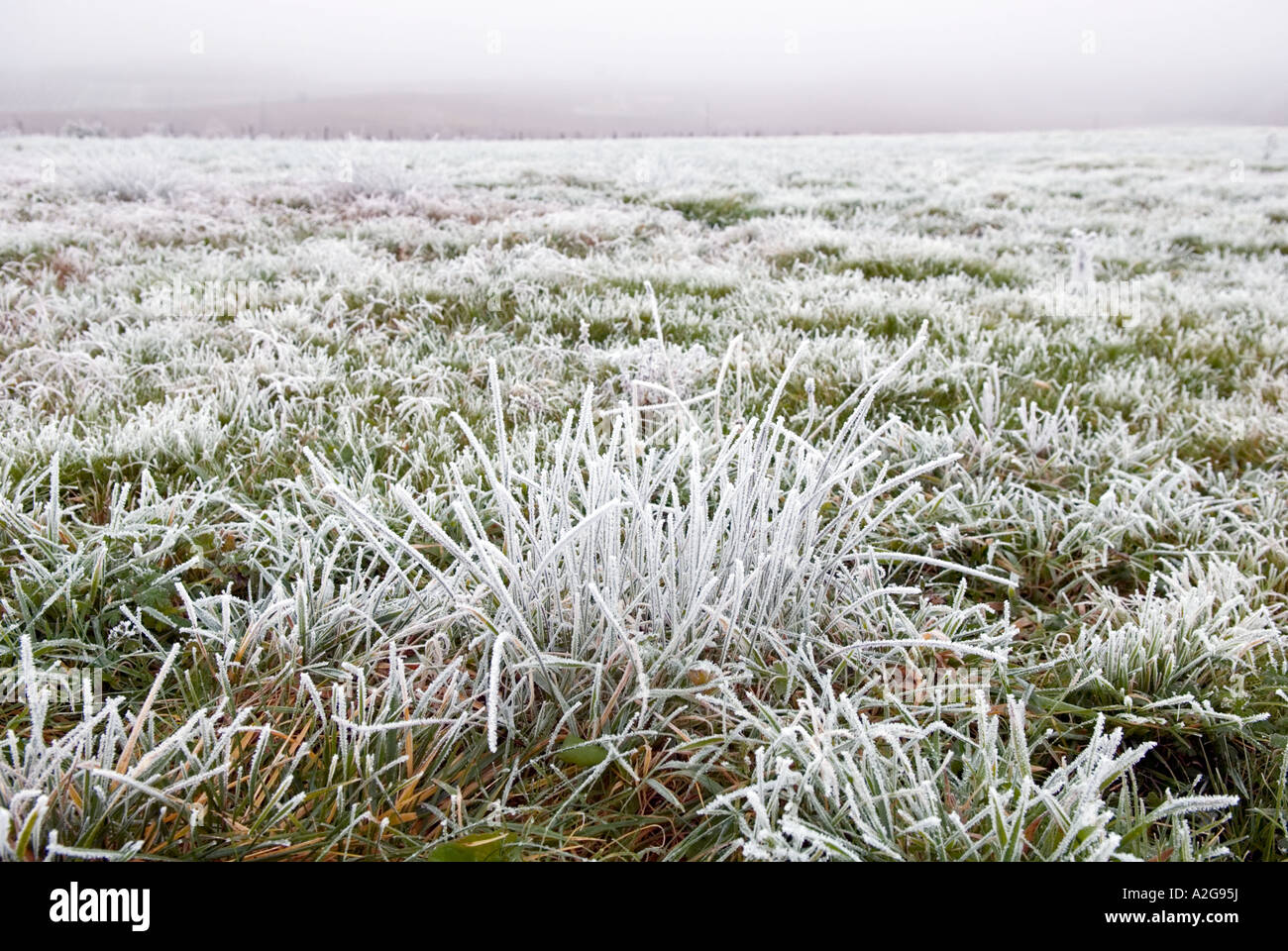 looking across a frost covered field at ground level Stock Photo Alamy
