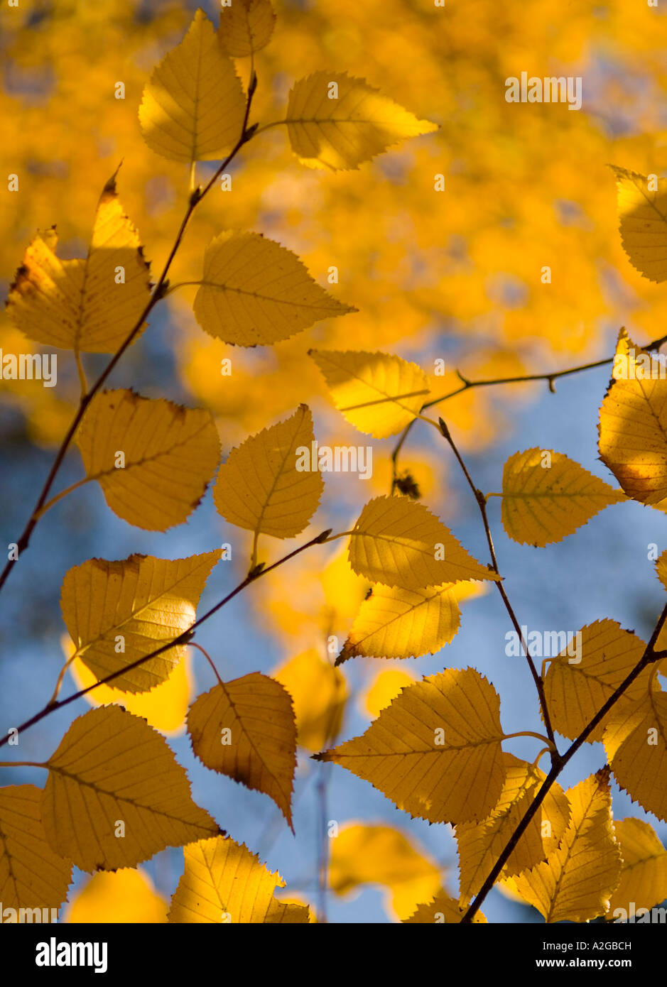 Golden autumn leaf on branch hi-res stock photography and images - Alamy