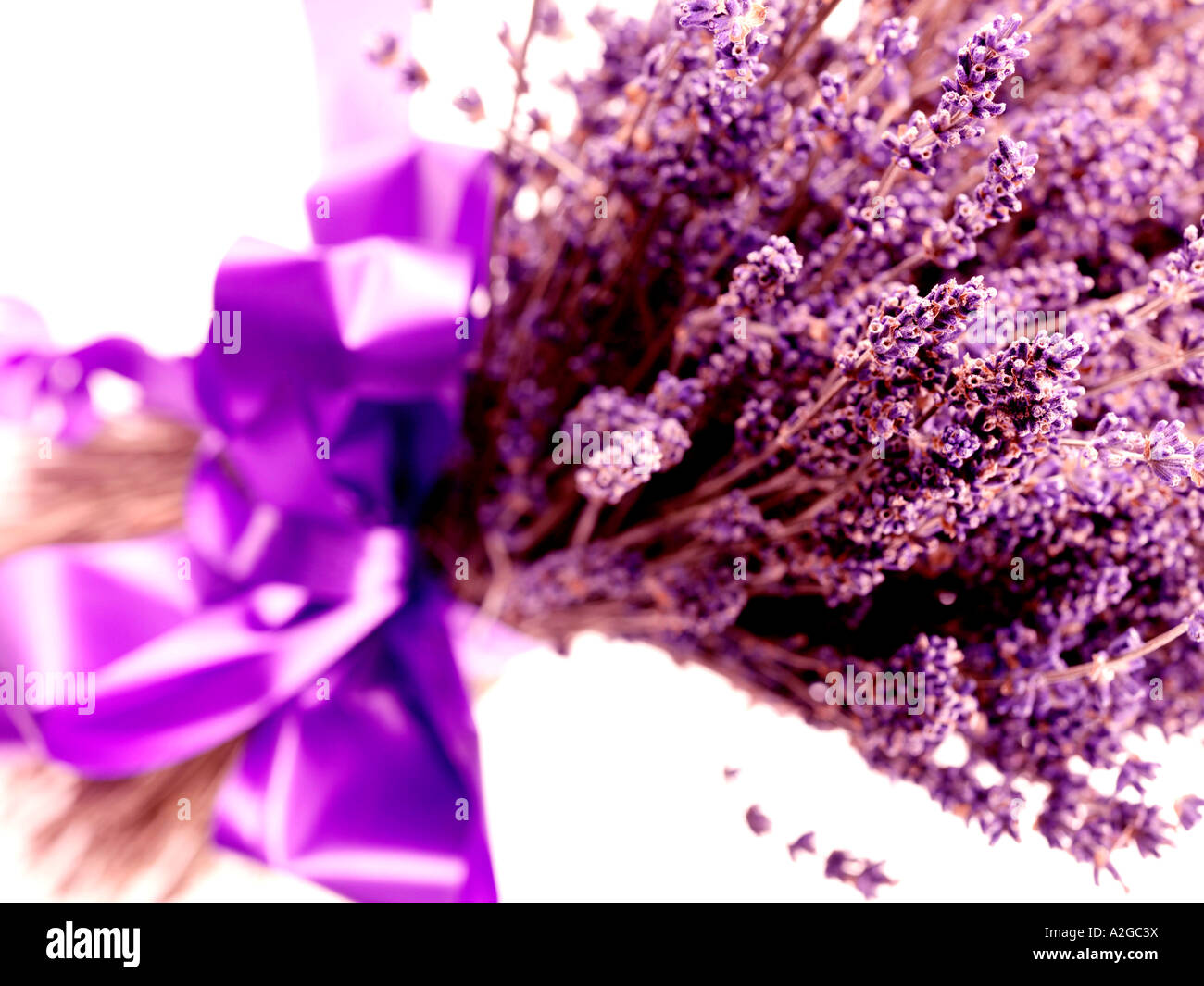 Bunch Of Relaxing Aromatic Lavender Flowers Tied With A Large Purple ...